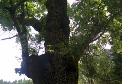 IMG_20170711_125006.jpg