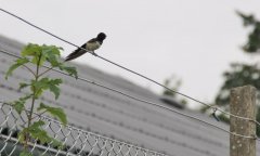 IMG_0907.jpg